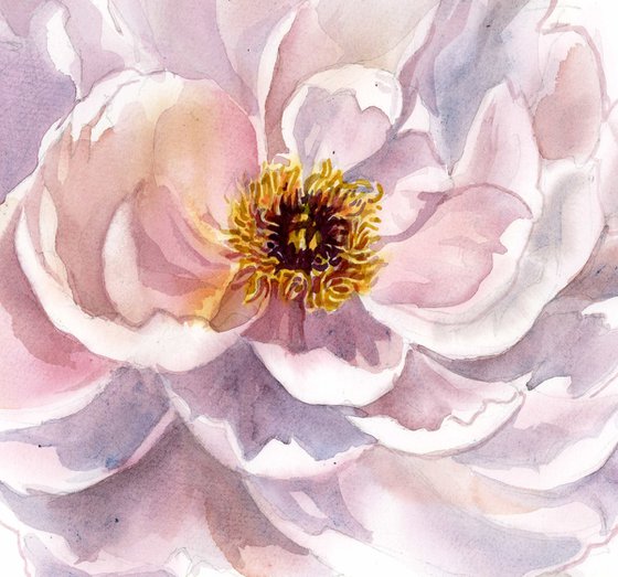 soft pink peony watercolor