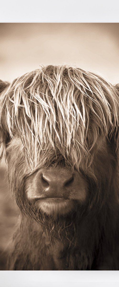 Scottish Cow Print in Sepia - Highland Calf by Lynne Douglas