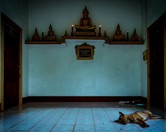 Temple Dogs of Laos No.7