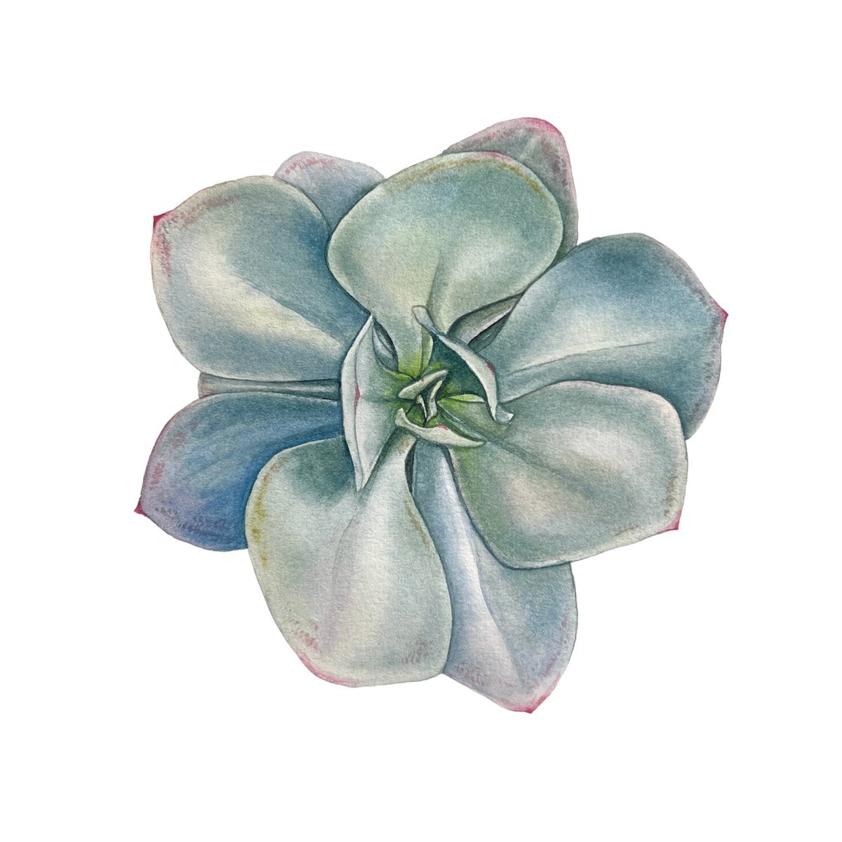 Photorealistic Watercolour , Echeveria Elegans Blue. By Nataliia Kupchyk, 9 X 9, Artwork For Sale On Artfinder