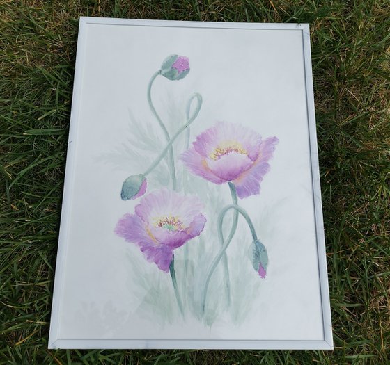 Pink poppies. Framed. Summer poppies watercolor painting