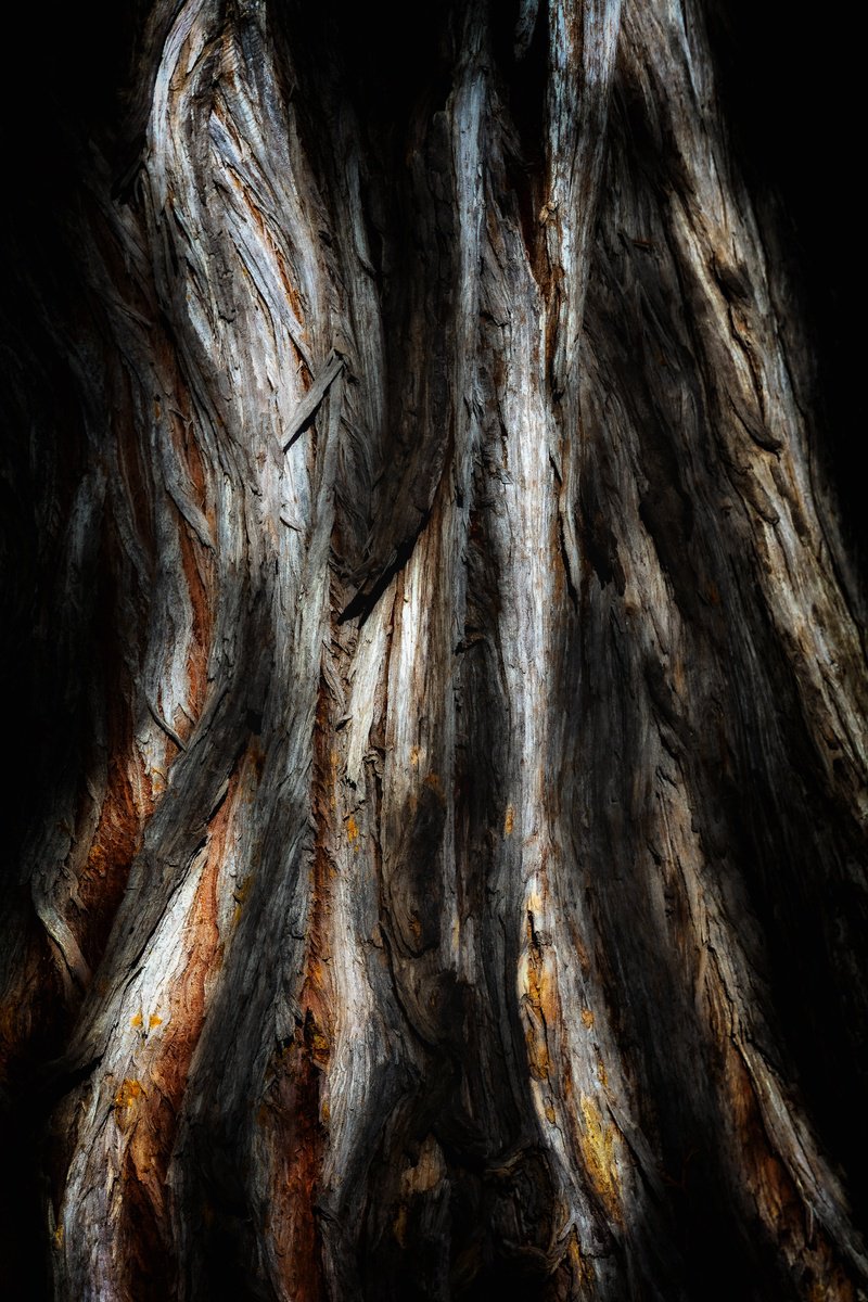 Abstract Botanical Photograph By Karim Carella, 43 X 63", Lifeblood #23, Original Artwork