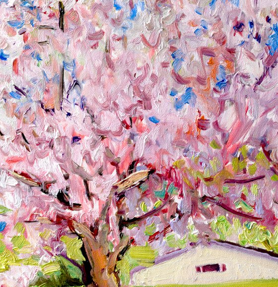 Apricot Trees in the Spring