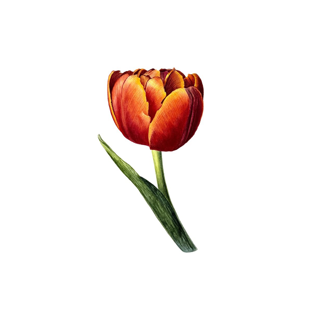 Photorealistic Watercolour , Red Tulip Study Iii By Yuliia Prokopchuk, 10 X 10, Artwork For Sale On Artfinder