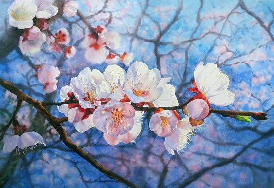 Blooming Apricot - Apricot Blossoms - Beauty Of Spring - Pink Apricot - Blooming Flower Apricot  - mother's day gift