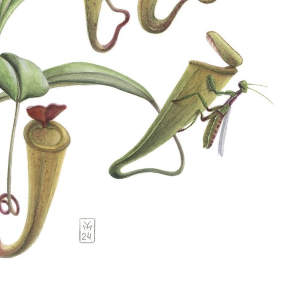 Nepenthes Madagascariensis