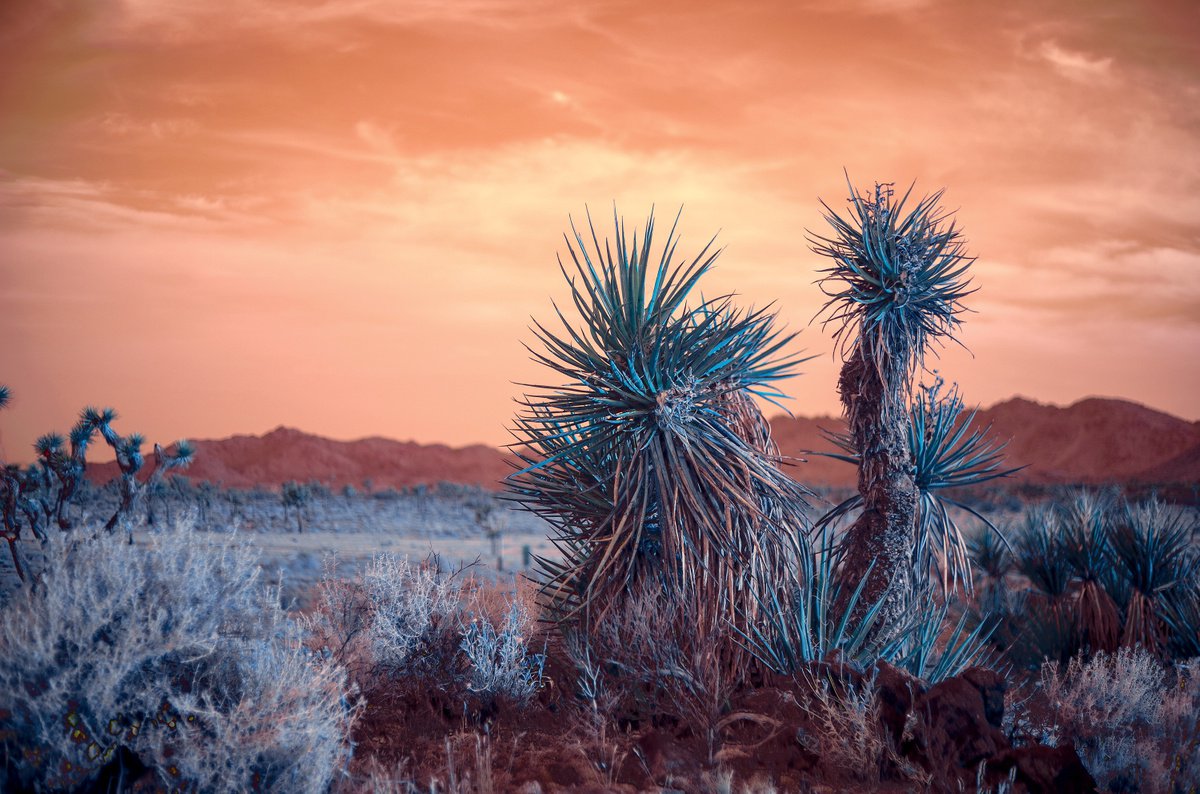 Summer Sunrise in the Mojave by Mark Hannah