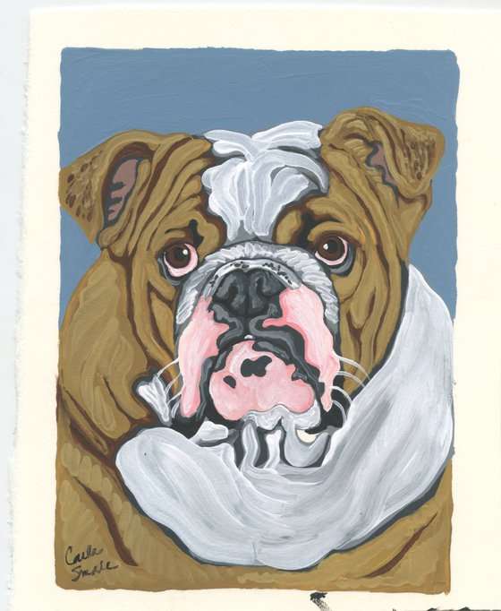 English Bulldog