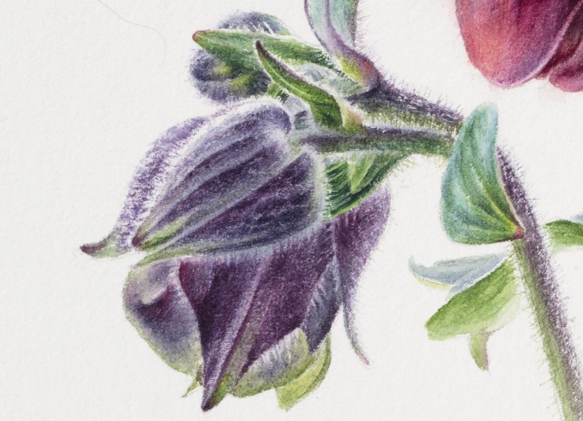 Aquilegia by Lidiya Doukhnevitch
