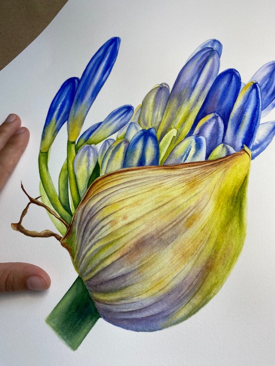 Agapanthus