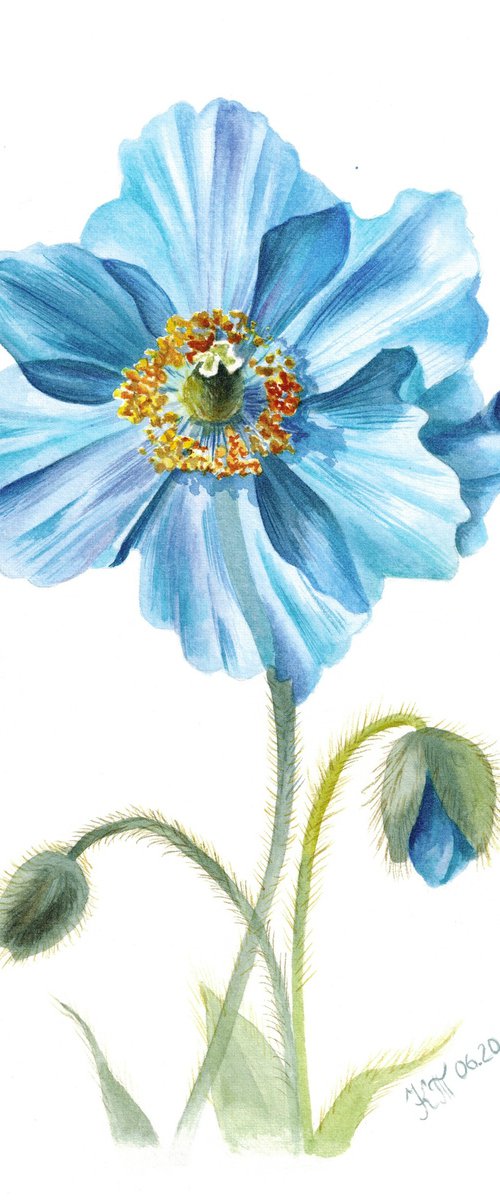 Meconopsis Himalayan blue poppy botanical watercolour painting by Ksenia Tikhomirova