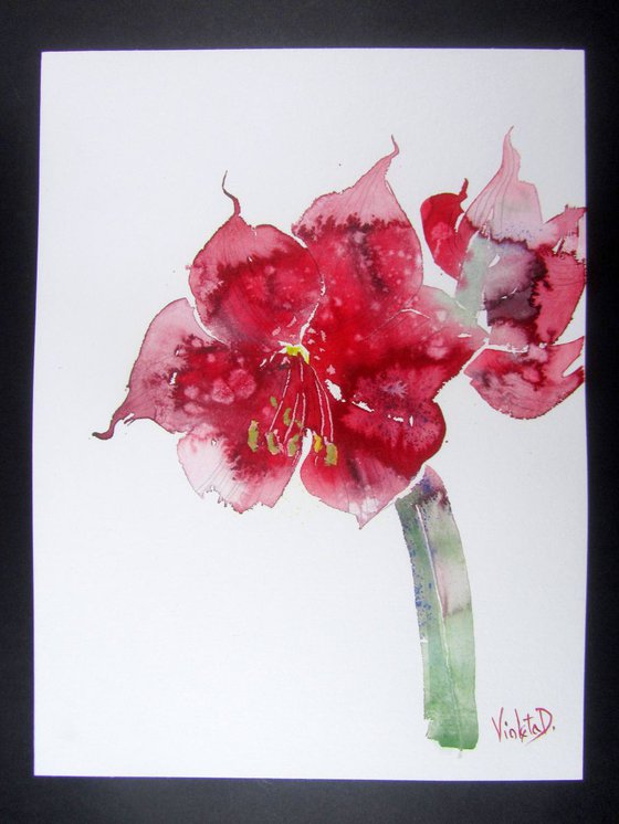 Red Amaryllis (Hippeastrum species) 1