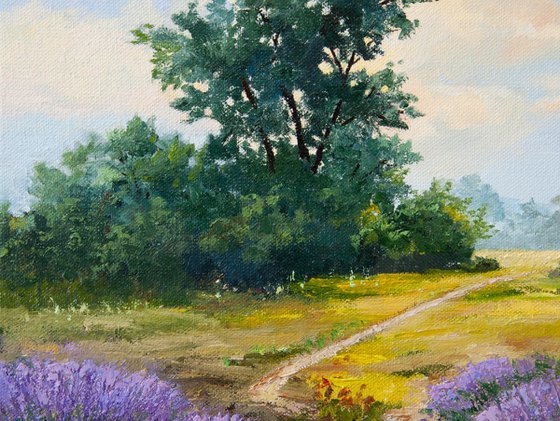 Lavender fields