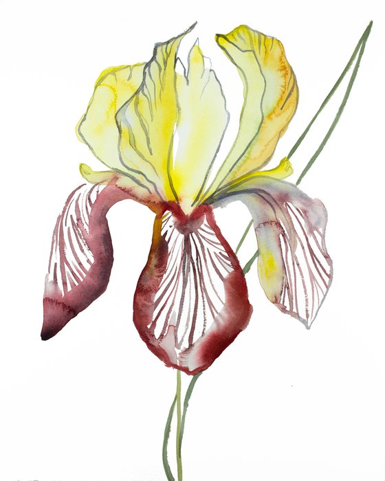 Iris No. 121