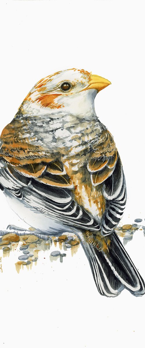 Snow Bunting by Karolina Kijak