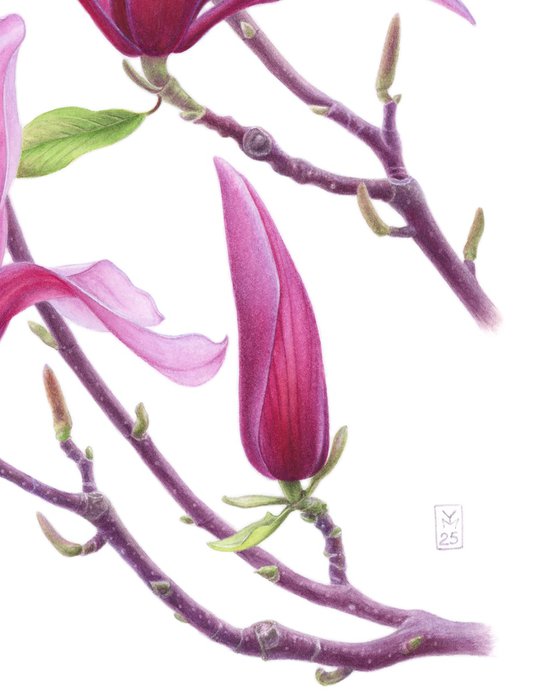 Magnolia Whisper