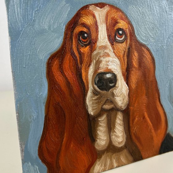 Basset Hound