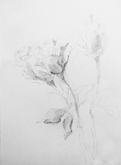Roses #7. Original pencil drawing 2021 by Yury Klyan
