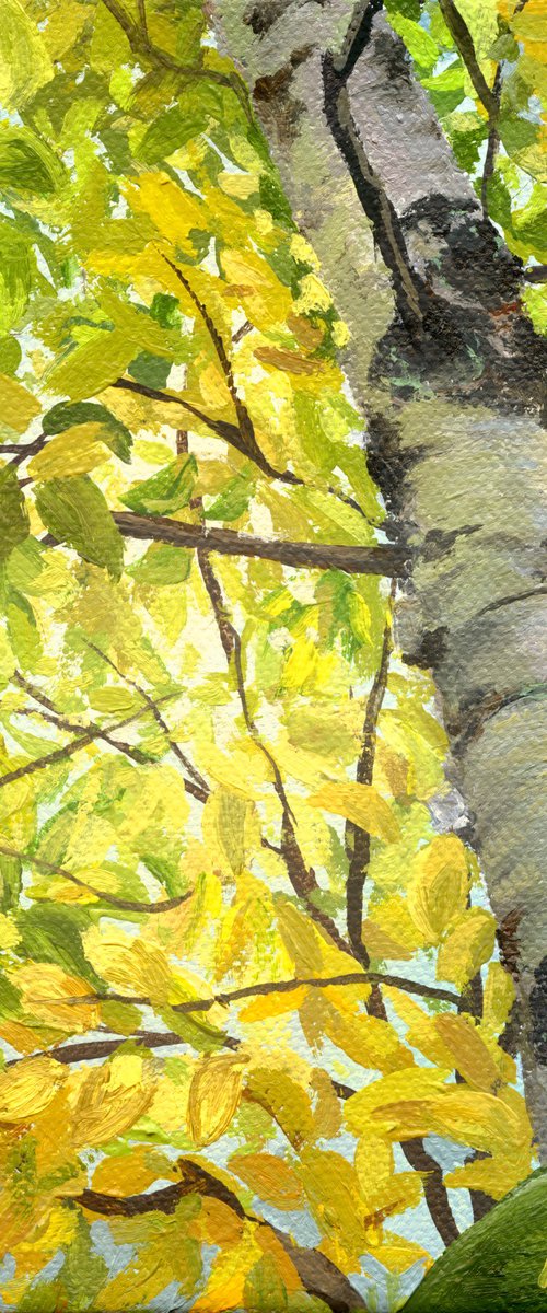 Autumn Birch by Steph Moraca