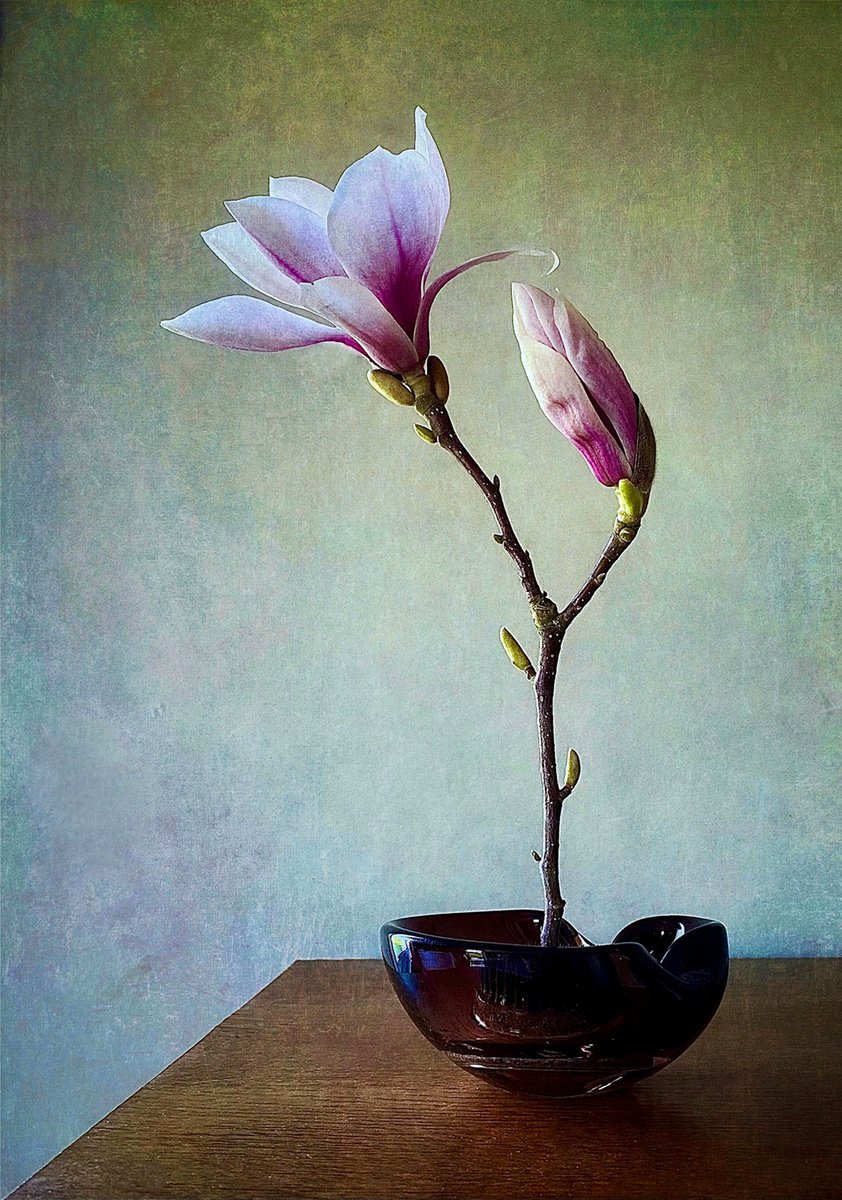 Expressive Botanical Photograph By Sarah Parsons, 12 X 12", Magnolia Stem, Original Artwork