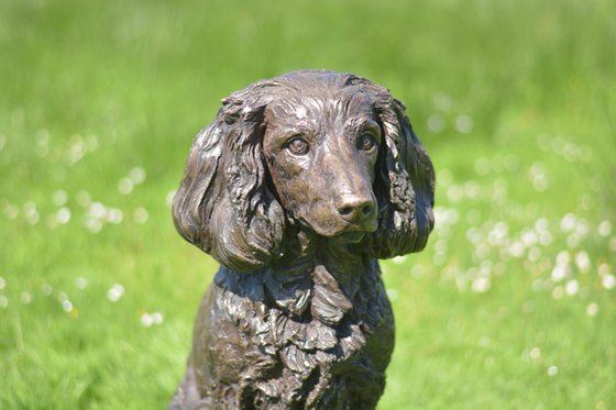 Working Spaniel BR