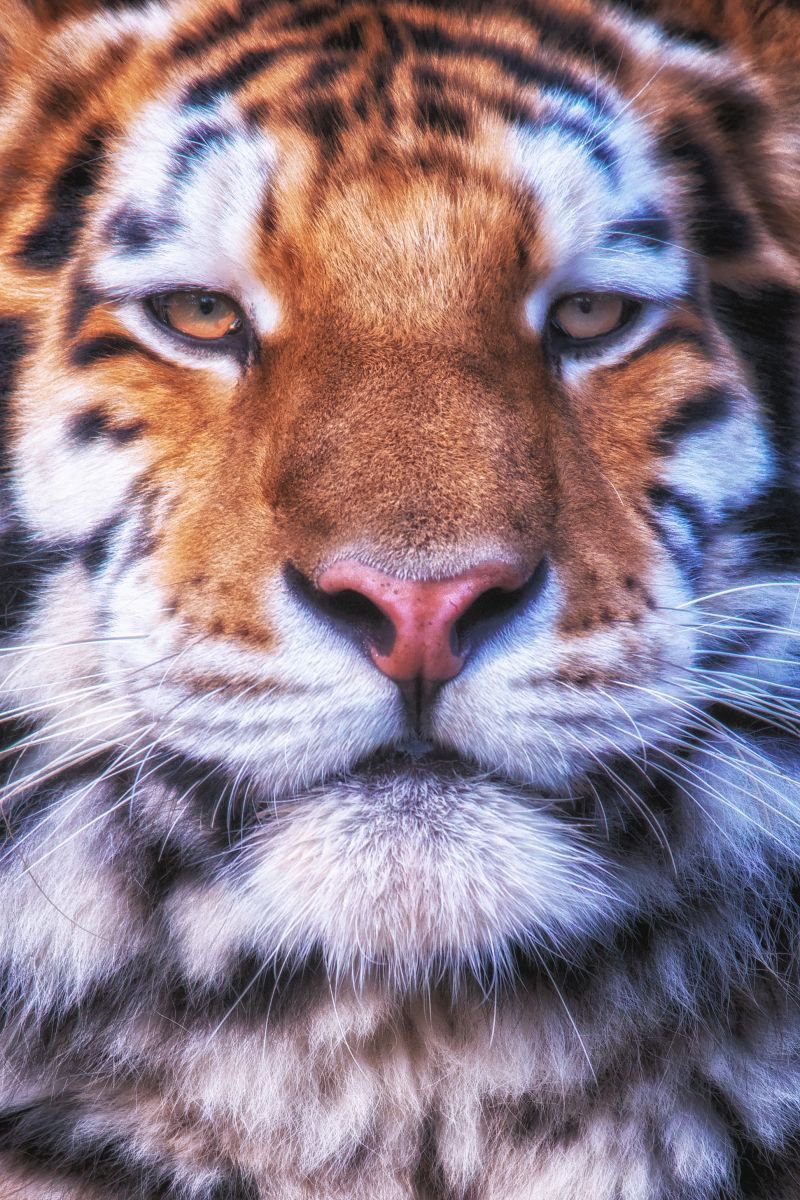 Photorealistic Photograph , Tiger Close Up By Paul Nash, 16 X 24, Artwork For Sale On Artfinder