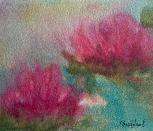 Blooming pink waterlilies by Samantha Adams