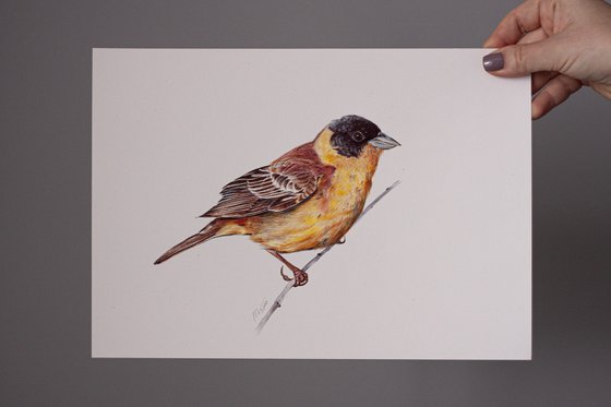 Birds Collection IV