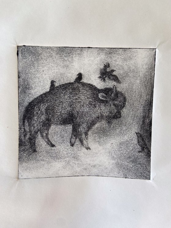 Buffalo And Starlings