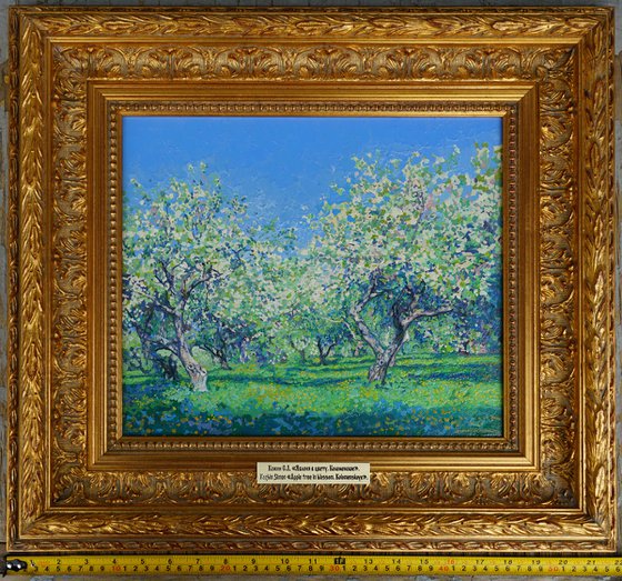 Apple tree in bloom. Kolomenskoye
