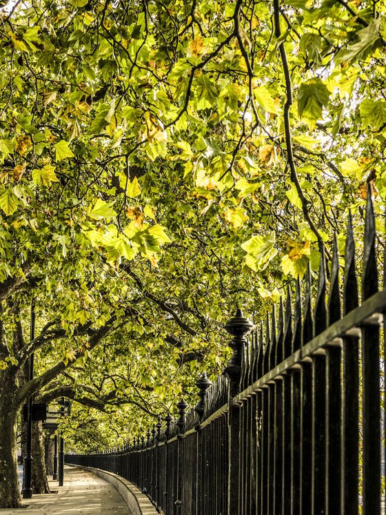 Autumn Walk LONDON (LIMITED EDITION 2/10) 30" X 40"