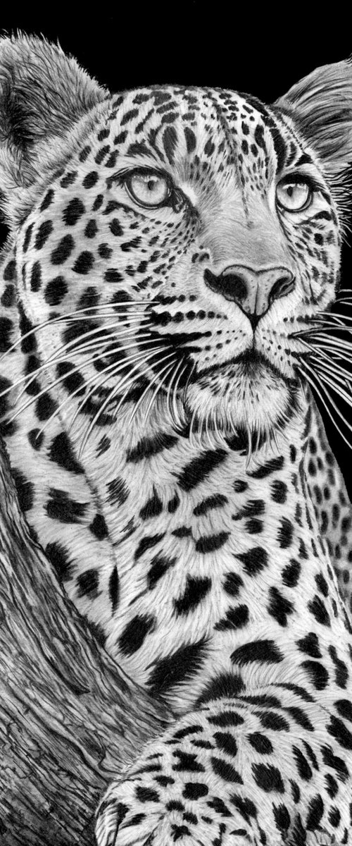 Resting Leopard 2026 by Paul Stowe