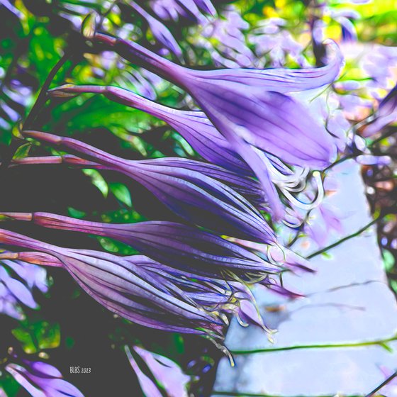 Purple Hostas