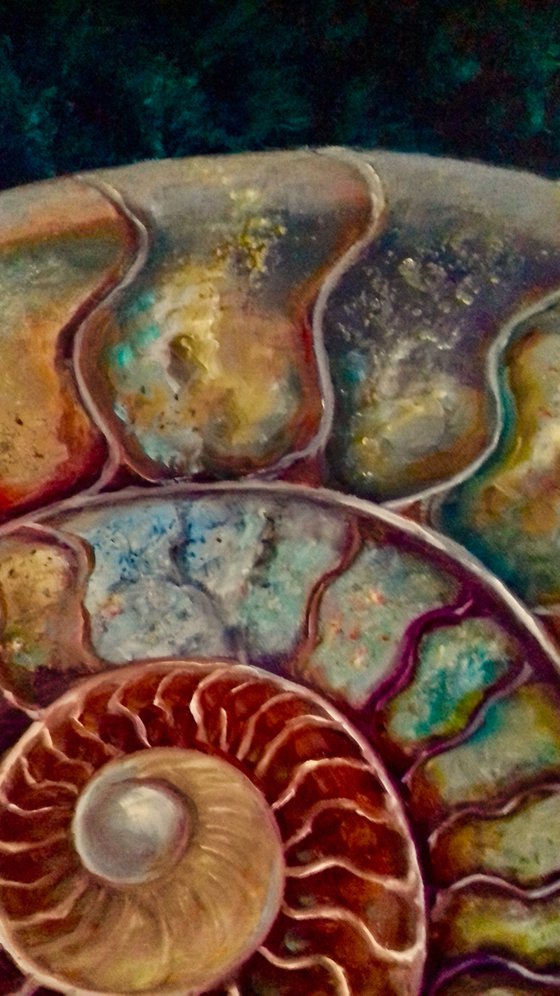 Ammonite II
