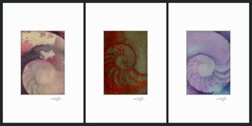 Nautilus Shell Collection 4 - 3 Small Matted paintings by Kathy Morton Stanion by Kathy Morton Stanion