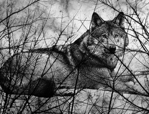 animal in me by Nektaria Giannoulakou
