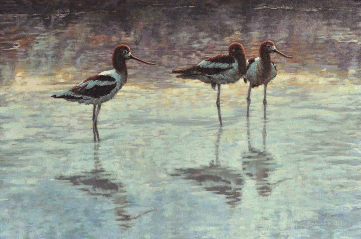 Evening - American Avocets by Richard K. Jolley