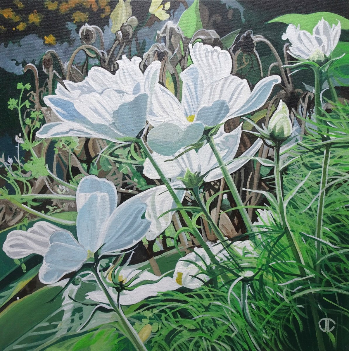 Impressionistic Botanical Acrylic Painting By Joseph Lynch, 20 X 20, White Cosmos In The Sunlight, Original Artwork