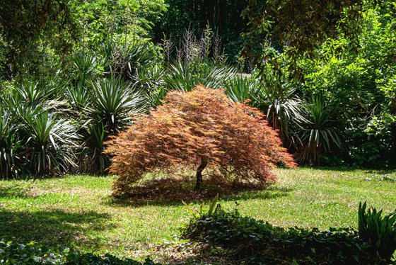 Palmate Japanese Maple