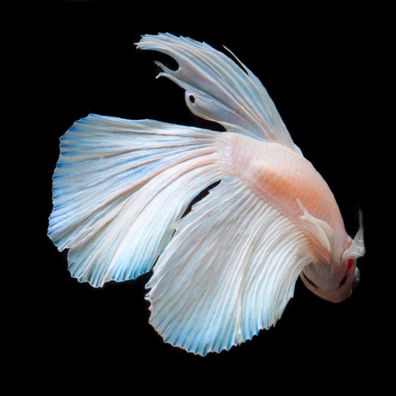 Betta 74