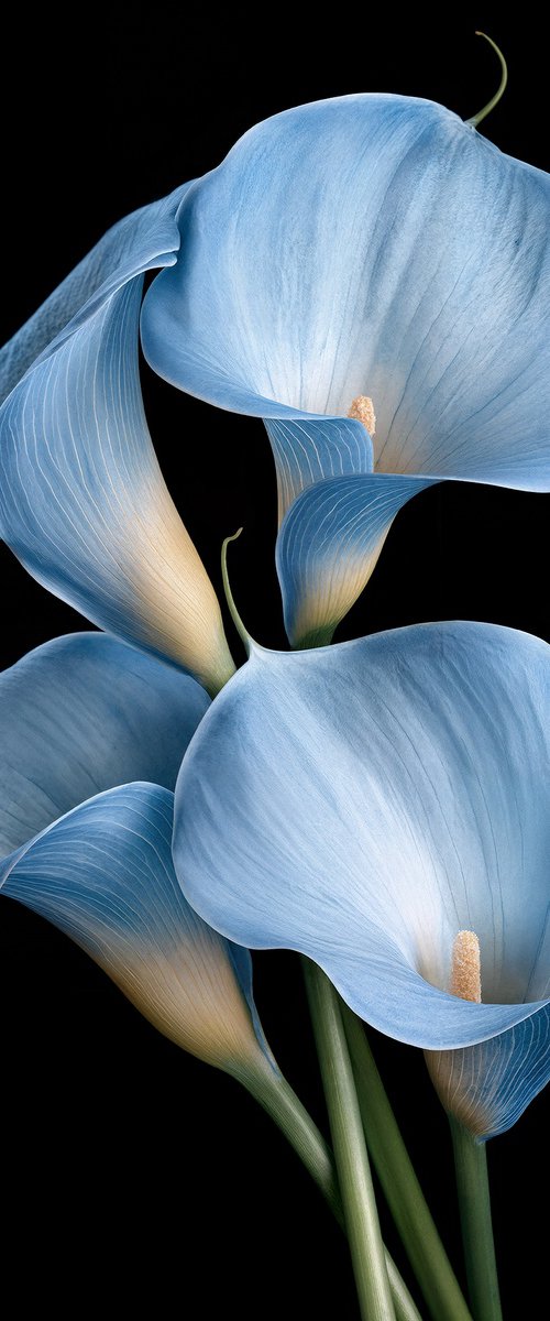 Calla in Blue by MICHAEL FILONOW
