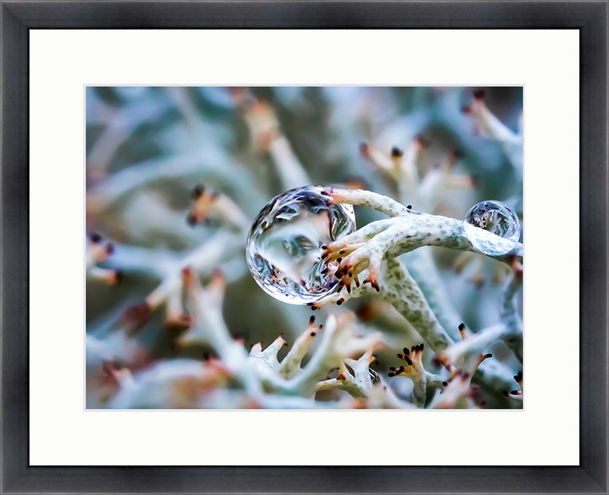 INSIDE THE DROP - MACRO PHOTO OF A DROP IN LICHENS, LIMITED EDITION PRINT FRAMED by Inna Etuvgi