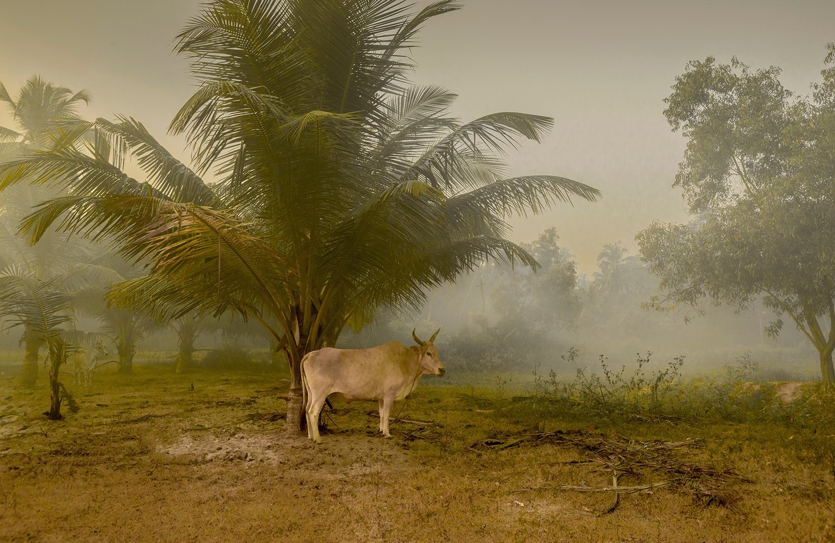 Photorealistic Animal Photograph By Adam Regan, 27 X 18, Dawn In Majorda, Original Artwork