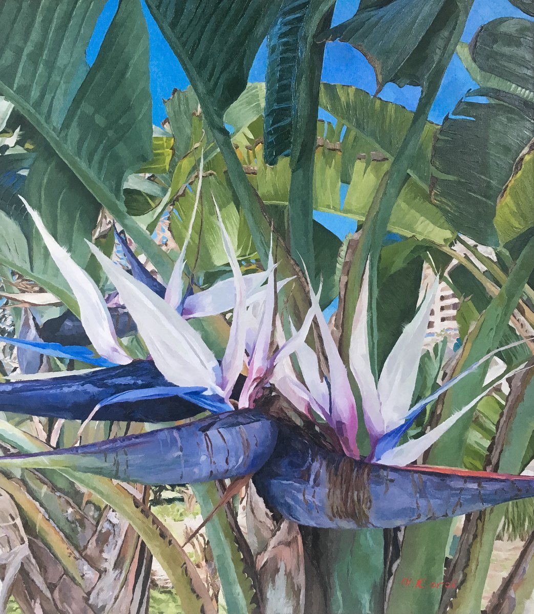 Photorealistic Botanical Oil Painting By Ulyana Korol, 28 X 31", White Birds Of Paradise, Original Artwork