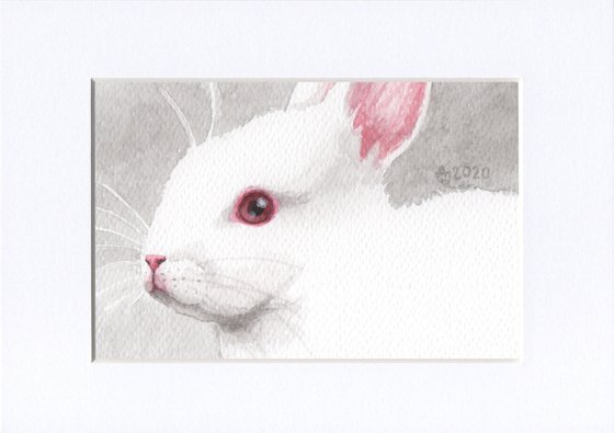 White rabbit 1