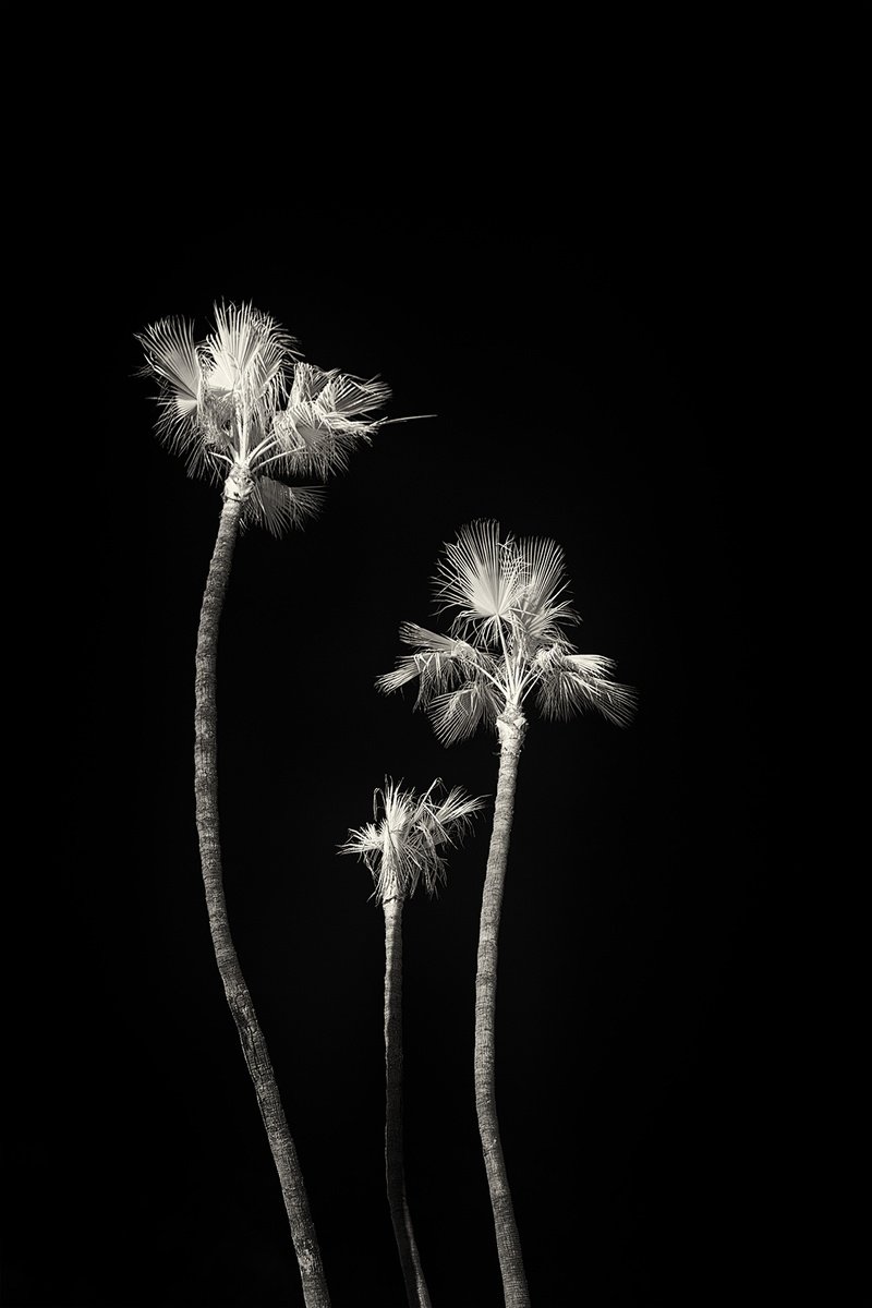 Photograph , Three Palms By Brooke T Ryan, 24 X 36, Artwork For Sale On Artfinder