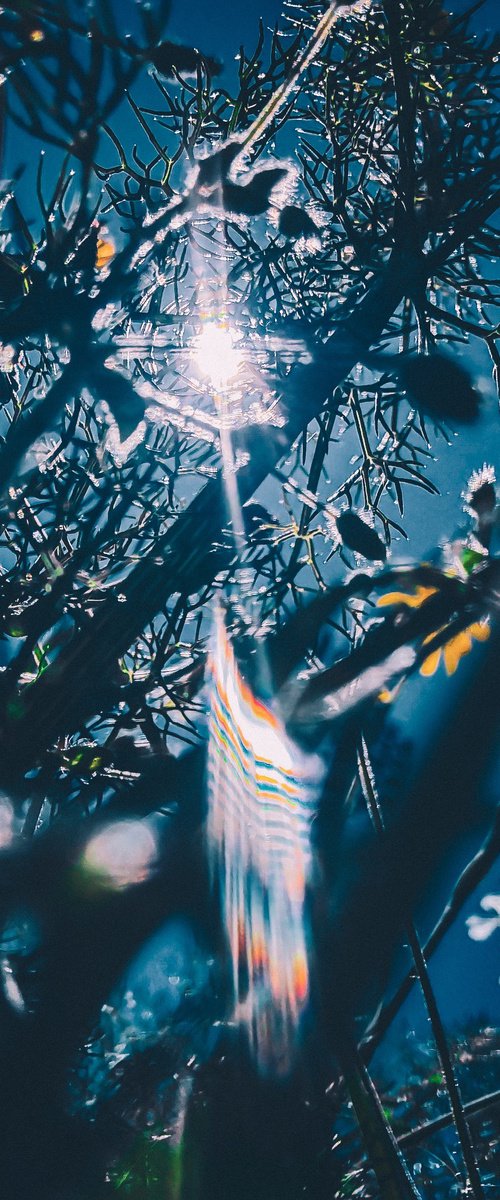 Flowers to the sky by Nektaria Thalia