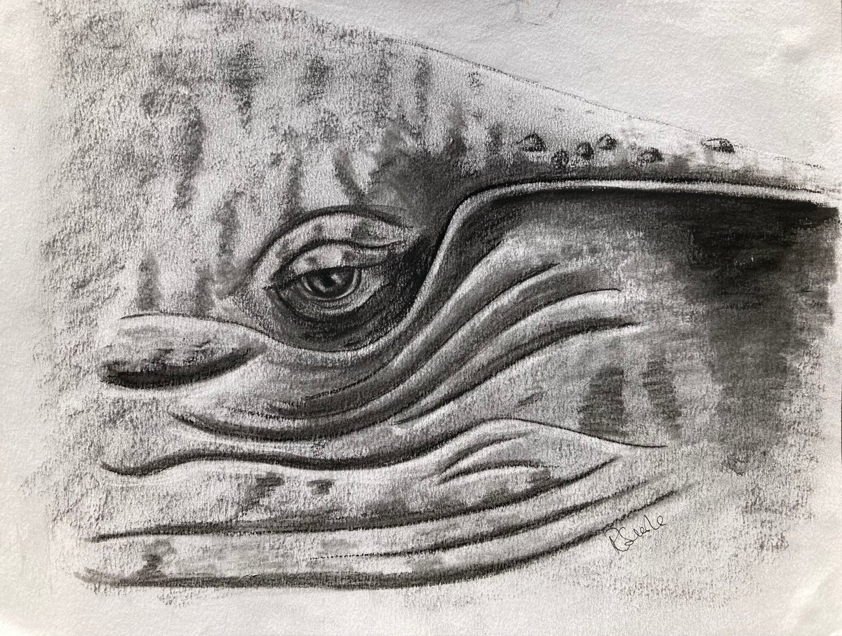 Whale Eye by Ruth Searle