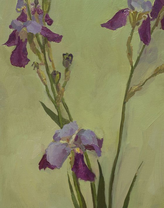 Irises