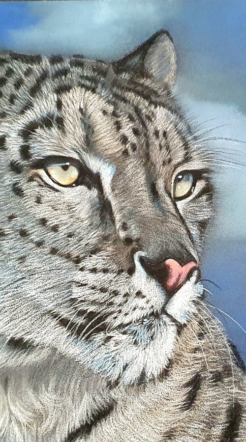 Snow Leopard by Silvia Frei